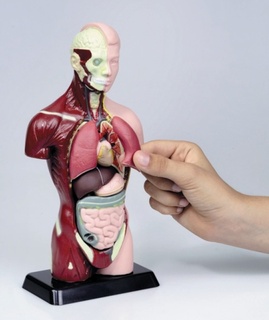 Lidské torzo - žákovský model